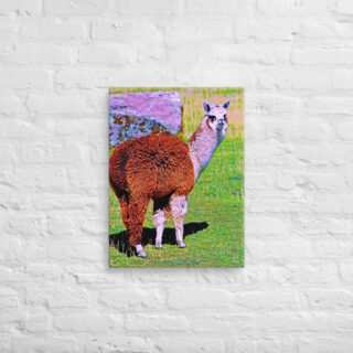 canvas-in-18x24-front-68ed67269f280.jpg Canvas alpaca 0004 18″×24″