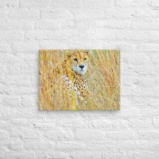 canvas-in-18x24-front-68ed9ad9dd9a1.jpg Canvas cheetah 0003 18″×24″
