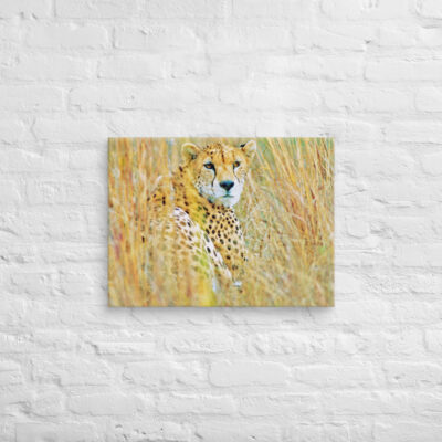 canvas-in-18x24-front-68ed9ad9dd9a1.jpg Canvas cheetah 0003 18″×24″