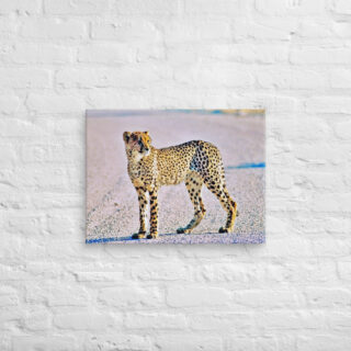 canvas-in-18x24-front-68ed9badc0695.jpg Canvas cheetah 0002 18″×24″