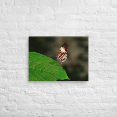 Canvas butterfly 0010 18″×24″