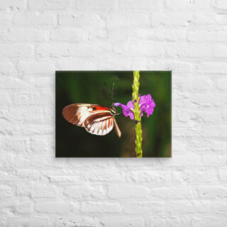 canvas-in-18x24-front-68ed9e87585b5.jpg Canvas butterfly 0009 18″×24″