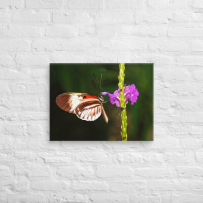 canvas-in-18x24-front-68ed9e87585b5.jpg Canvas butterfly 0009 18″×24″