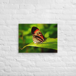 canvas-in-18x24-front-68ed9f5ac3309.jpg Canvas butterfly 0008 18″×24″