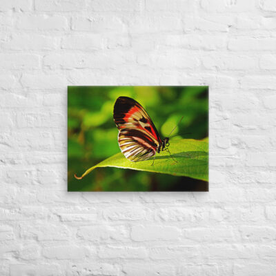 canvas-in-18x24-front-68ed9f5ac3309.jpg Canvas butterfly 0008 18″×24″
