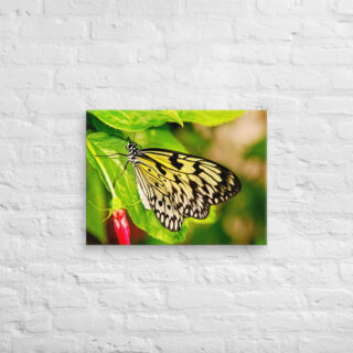 canvas-in-18x24-front-68eda1c1b61b8.jpg Canvas butterfly 0006 18″×24″