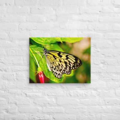 canvas-in-18x24-front-68eda1c1b61b8.jpg Canvas butterfly 0006 18″×24″