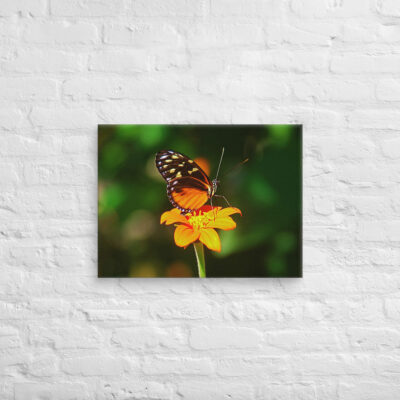 canvas-in-18x24-front-68eda3496b7cf.jpg Canvas butterfly 0005 18″×24″