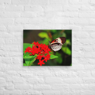 canvas-in-18x24-front-68eda50e94a3f.jpg Canvas butterfly 0004 18″×24″