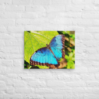 canvas-in-18x24-front-68edafc5db2a7.jpg Canvas butterfly 0003 18″×24″