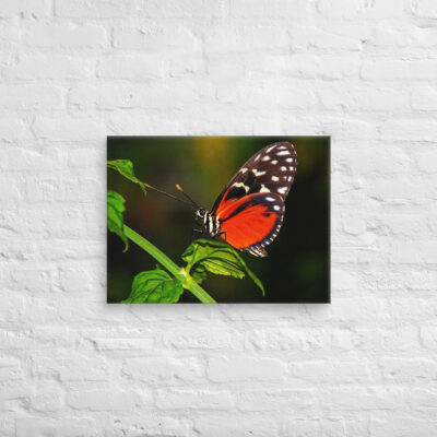 canvas-in-18x24-front-68edb115c521c.jpg Canvas butterfly 0002 18″×24″