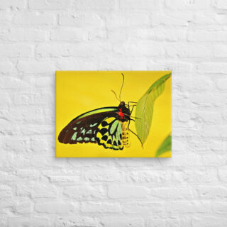 canvas-in-18x24-front-68edb293ad64a.jpg Canvas butterfly 0001 18″×24″