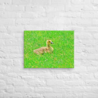 canvas-in-18x24-front-68ffdb47f150c.jpg Canvas birds of the world Canada Goose 0001 18″×24″