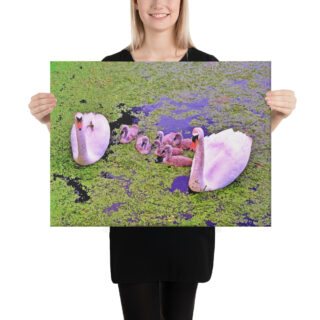 canvas-in-18x24-person-68eafb283f36a.jpg Canvas birds of the world Swans 0001 18″×24″