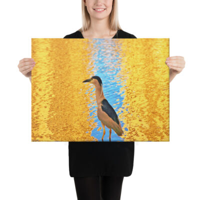 canvas-in-18x24-person-68eafe44cfaca.jpg Canvas birds of the world crowned Night-Heron 0001 18″×24″
