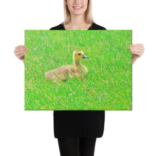 canvas-in-18x24-person-68eafeea5c90d.jpg Canvas birds of the world Canada Goose 0001 18″×24″