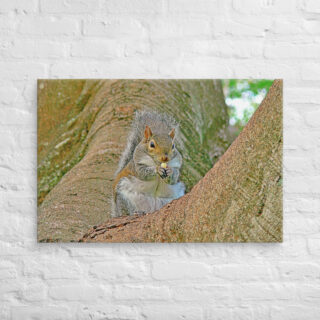 Canvas squirrel 0002 24″×36″
