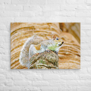 canvas-in-24x36-front-68ed5dd06cb0e.jpg Canvas squirrel 0001 24″×36″
