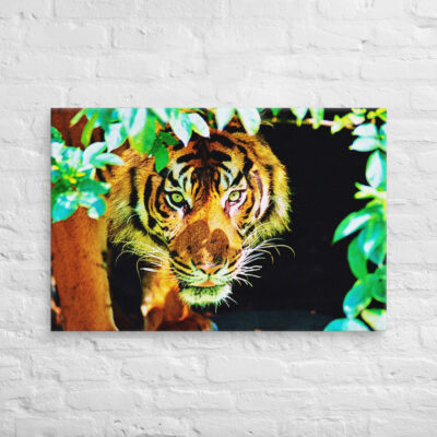 Canvas Bengal tiger 0001 24″×36″