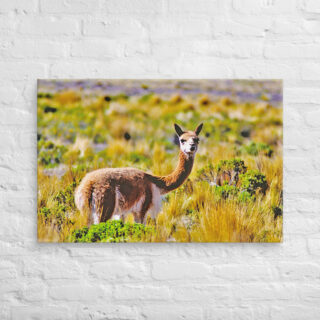 Canvas Vicuna 0004 24″×36″