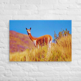 Canvas Vicuna 0003 24″×36″