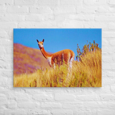 canvas-in-24x36-front-68ed635857229.jpg Canvas Vicuna 0003 24″×36″