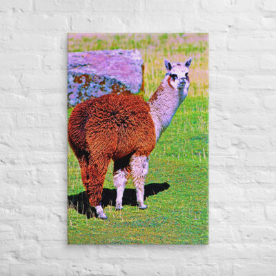 canvas-in-24x36-front-68ed668732a05.jpg Canvas alpaca 0004 24″×36″