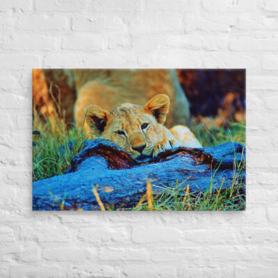 Canvas lion 0002 24″×36″