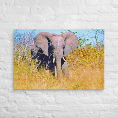 Canvas elephant 0002 24″×36″
