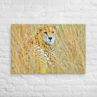 canvas-in-24x36-front-68ed9a895233b.jpg Canvas cheetah 0003 24″×36″