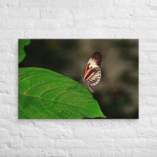 canvas-in-24x36-front-68ed9d4dec486.jpg Canvas butterfly 0010 24″×36″