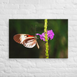 canvas-in-24x36-front-68ed9e349c6a5.jpg Canvas butterfly 0009 24″×36″