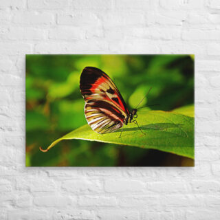 canvas-in-24x36-front-68ed9f1c14217.jpg Canvas butterfly 0008 24″×36″