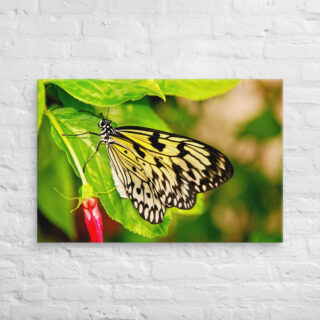 canvas-in-24x36-front-68eda149b92cc.jpg Canvas butterfly 0006 24″×36″