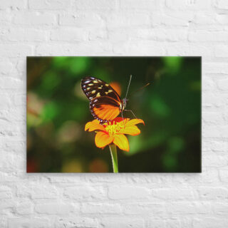 canvas-in-24x36-front-68eda2d84b21c.jpg Canvas butterfly 0005 24″×36″
