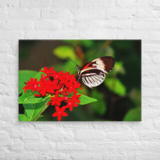 canvas-in-24x36-front-68eda447ddfbd.jpg Canvas butterfly 0004 24″×36″