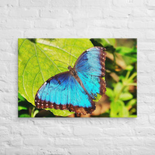 canvas-in-24x36-front-68eda668b416f.jpg Canvas butterfly 0003 24″×36″