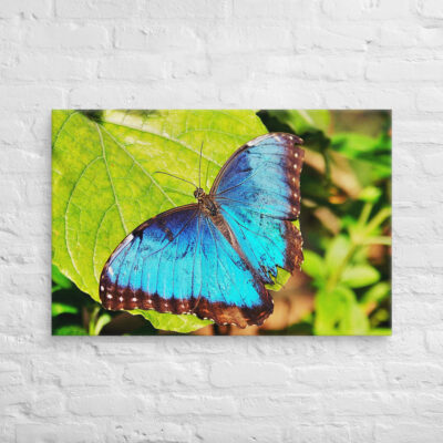 canvas-in-24x36-front-68eda668b416f.jpg Canvas butterfly 0003 24″×36″