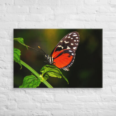 canvas-in-24x36-front-68edb094bc841.jpg Canvas butterfly 0002 24″×36″