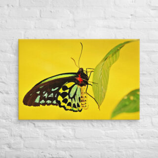 canvas-in-24x36-front-68edb22843ba9.jpg Canvas butterfly 0001 24″×36″