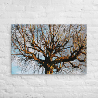 canvas-in-24x36-front-68f00c9a21f4a.jpg Canvas French Paris Foliage 001 24″×36″