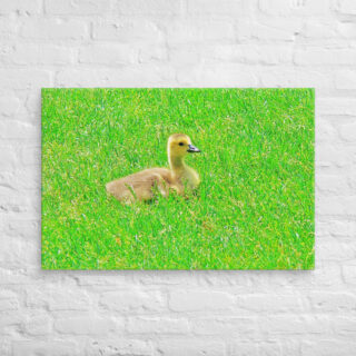 canvas-in-24x36-front-68ffdbaa499ef.jpg Canvas birds of the world Canada Goose 0001 24″×36″