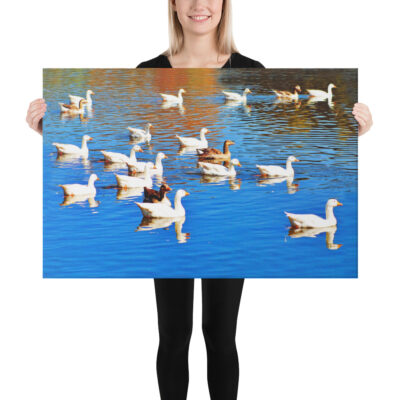 canvas-in-24x36-person-68eafa40353c4.jpg Canvas birds of the world ducks 0001 24″×36″