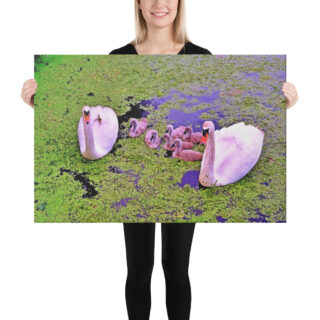 canvas-in-24x36-person-68eafaf321955.jpg Canvas birds of the world Swans 0001 24″×36″