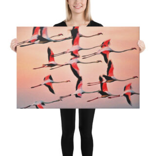 canvas-in-24x36-person-68eafcb19219a.jpg Canvas birds of the world Flamingo 0001 24″×36″
