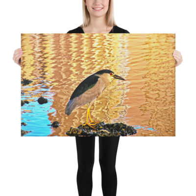 canvas-in-24x36-person-68eafd59230b2.jpg Canvas birds of the world crowned Night-Heron 0002 24″×36″