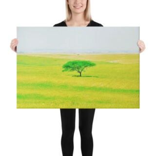 cat-canvas-israel-negev Canvas israel achziv 0001 16″×20″