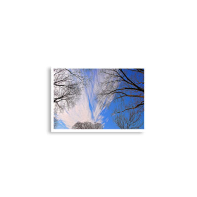 Poster print usa washington dc foliage 0003x (42×59.4 cm)