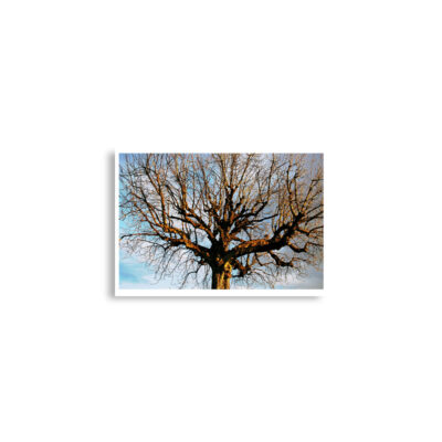 enhanced-matte-paper-poster-cm-a2-42x59.4-cm-front-68dd5d04e5467.jpg Poster print french paris foliage 0006x (42×59.4 cm)