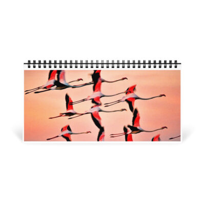 01 desktop-calendar-10x5-front-6914be003b3ed Desktop calendar birds